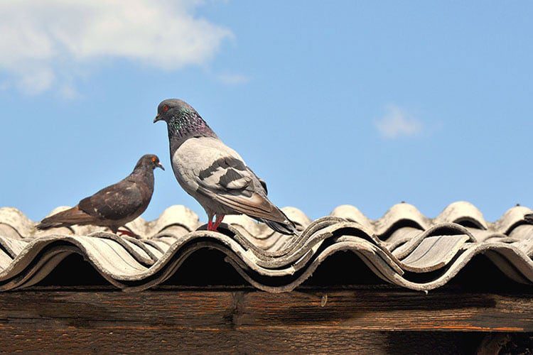 Two pigeons sitting on a roof of a building.