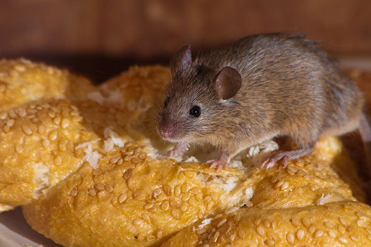 A mouse is sitting on some bread